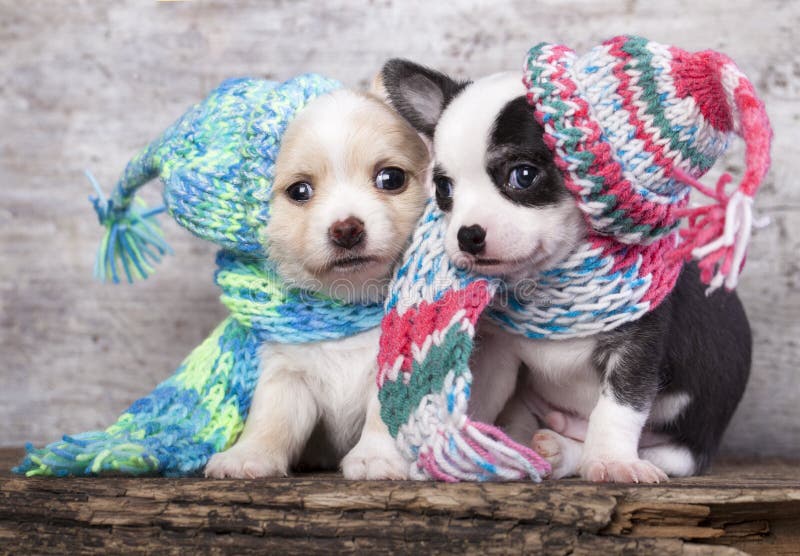 Cachorrinho que veste uma malha ha imagens de stock Cachorrinho que veste uma malha ha imagens de stock