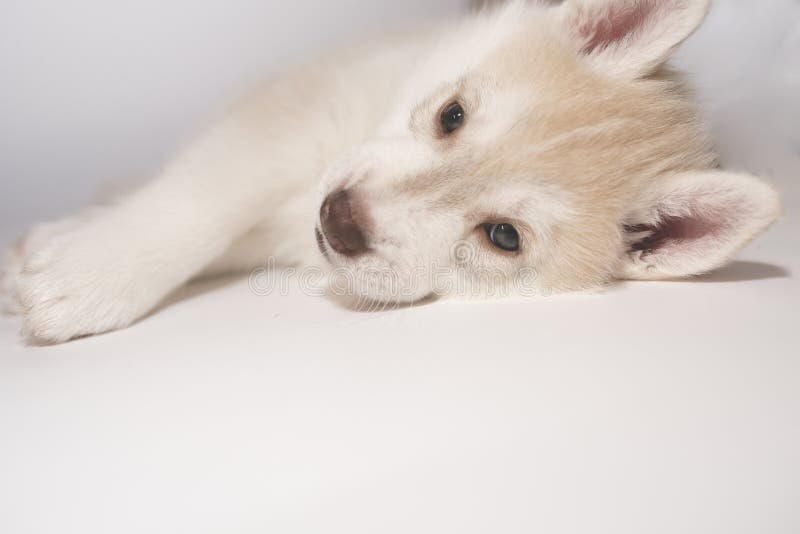 Cachorrinho ronco bonito, colocando no fundo claro fotos de stock Cachorrinho ronco bonito, colocando no fundo claro fotos de stock