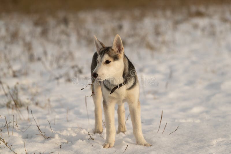 Cachorrinho ronco novo em uma caminhada no campo de neve fotos de stock Cachorrinho ronco novo em uma caminhada no campo de neve fotos de stock