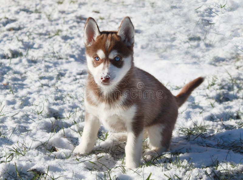 Cachorrinho vermelho do cão de puxar trenós Siberian que joga na neve fotografia de stock Cachorrinho vermelho do cão de puxar trenós Siberian que joga na neve fotografia de stock