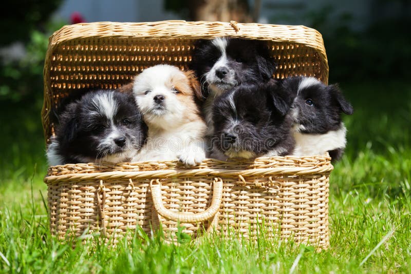 Cachorrinhos bonitos em um caso fotografia de stock royalty free Cachorrinhos bonitos em um caso fotografia de stock royalty free