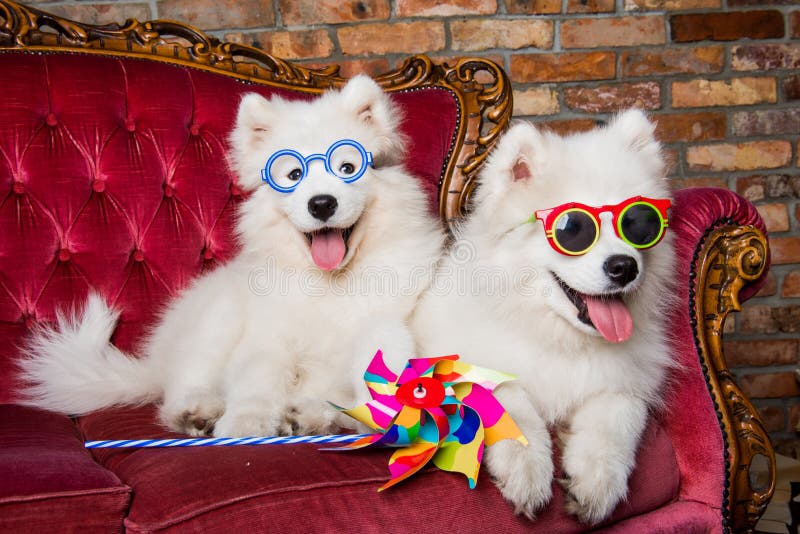 Cachorrinhos brancos engraçados dos cães do Samoyed no sofá luxuoso vermelho fotos de stock