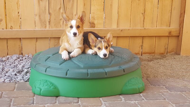Cachorrinhos do Corgi imagem de stock royalty free Cachorrinhos do Corgi imagem de stock royalty free
