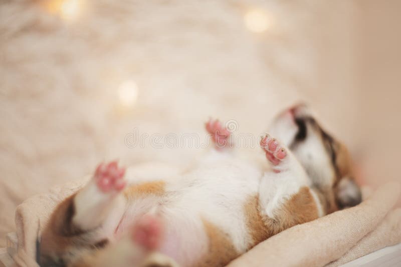 Cachorrinhos do Corgi/sessão do Corgi/estúdio com cachorrinhos do Corgi fotos de stock Cachorrinhos do Corgi/sessão do Corgi/estúdio com cachorrinhos do Corgi fotos de stock