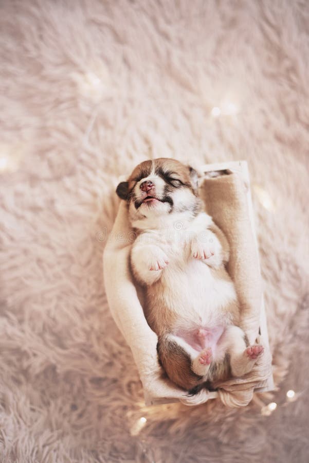Cachorrinhos do Corgi/sessão do Corgi/estúdio com cachorrinhos do Corgi imagem de stock Cachorrinhos do Corgi/sessão do Corgi/estúdio com cachorrinhos do Corgi imagem de stock
