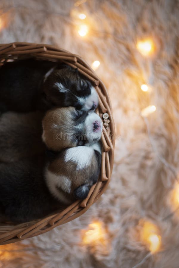 Cachorrinhos do Corgi/sessão do Corgi/estúdio com cachorrinhos do Corgi imagem de stock Cachorrinhos do Corgi/sessão do Corgi/estúdio com cachorrinhos do Corgi imagem de stock