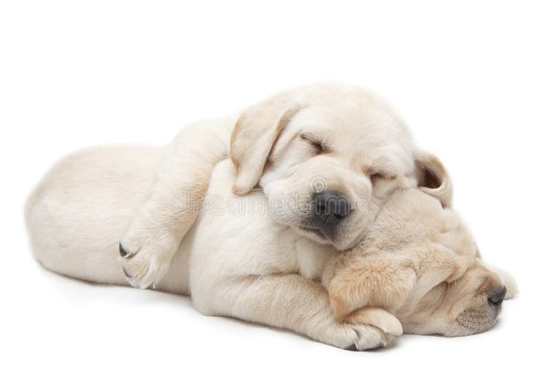 Cachorrinhos do sono Labrador Cachorrinhos do sono Labrador