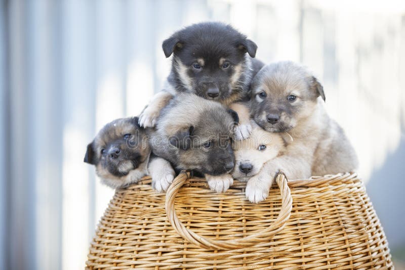 Cachorros Fofinhos