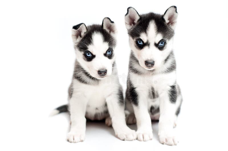 Cachorrinhos roncos novos no fundo branco fotos de stock Cachorrinhos roncos novos no fundo branco fotos de stock