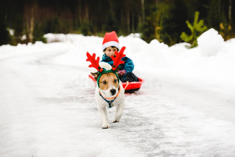 Cachorro bonito usando fantasia de rena de Natal e Santa Cláusula em trenó vermelho fotografia de stock royalty free Cachorro bonito usando fantasia de rena de Natal e Santa Cláusula em trenó vermelho fotografia de stock royalty free