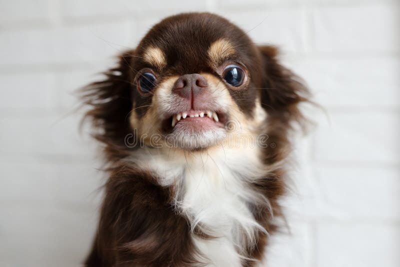Cachorro chihuahua agressivo rechando e parecendo zangado