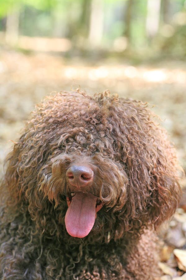 Dog with long hair rebel portrait high quality lagotto romagnolo rasta fine modern texture home decoration digital posters beautiful art smooth colorful prints. Dog with long hair rebel portrait high quality lagotto romagnolo rasta fine modern texture home decoration digital posters beautiful art smooth colorful prints