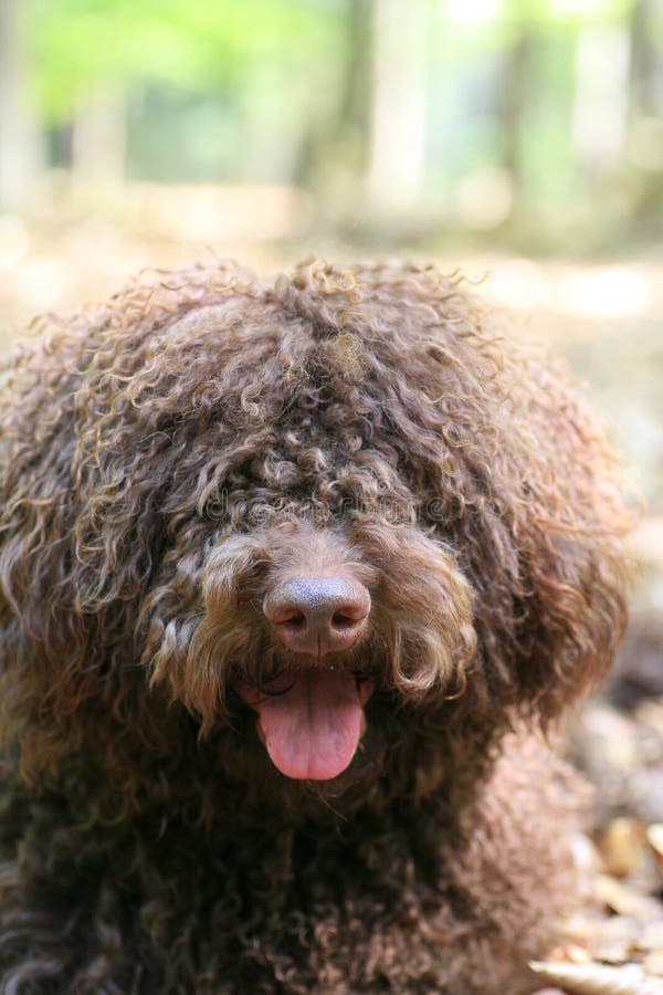 Dog with long hair rebel portrait high quality lagotto romagnolo rasta fine modern texture home decoration digital posters beautiful art smooth colorful prints. Dog with long hair rebel portrait high quality lagotto romagnolo rasta fine modern texture home decoration digital posters beautiful art smooth colorful prints