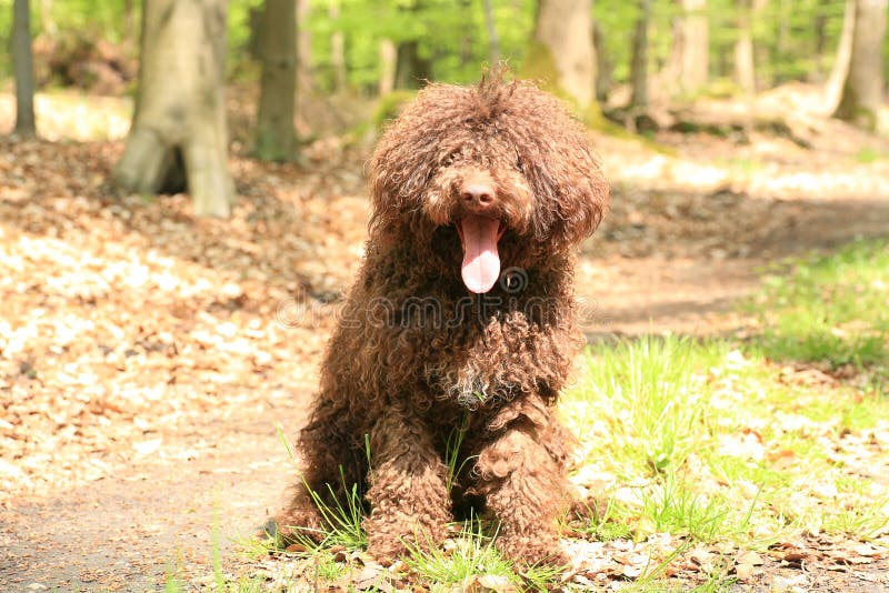 Dog with long hair rebel portrait high quality lagotto romagnolo rasta fine modern texture home decoration digital posters beautiful art smooth colorful prints. Dog with long hair rebel portrait high quality lagotto romagnolo rasta fine modern texture home decoration digital posters beautiful art smooth colorful prints