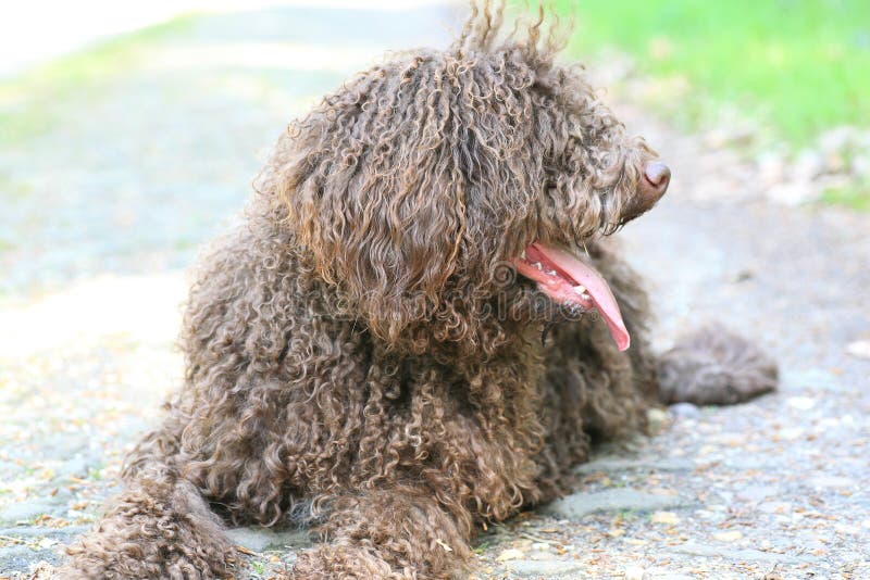 Dog with long hair rebel portrait high quality lagotto romagnolo rasta fine modern texture home decoration digital posters beautiful art smooth colorful prints. Dog with long hair rebel portrait high quality lagotto romagnolo rasta fine modern texture home decoration digital posters beautiful art smooth colorful prints