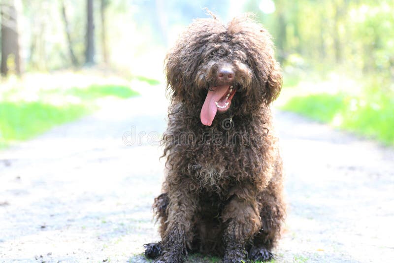 Dog with long hair rebel portrait high quality lagotto romagnolo rasta fine modern texture home decoration digital posters beautiful art smooth colorful prints. Dog with long hair rebel portrait high quality lagotto romagnolo rasta fine modern texture home decoration digital posters beautiful art smooth colorful prints