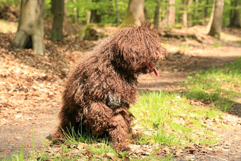 Dog with long hair rebel portrait high quality lagotto romagnolo rasta fine modern texture home decoration digital posters beautiful art smooth colorful prints. Dog with long hair rebel portrait high quality lagotto romagnolo rasta fine modern texture home decoration digital posters beautiful art smooth colorful prints