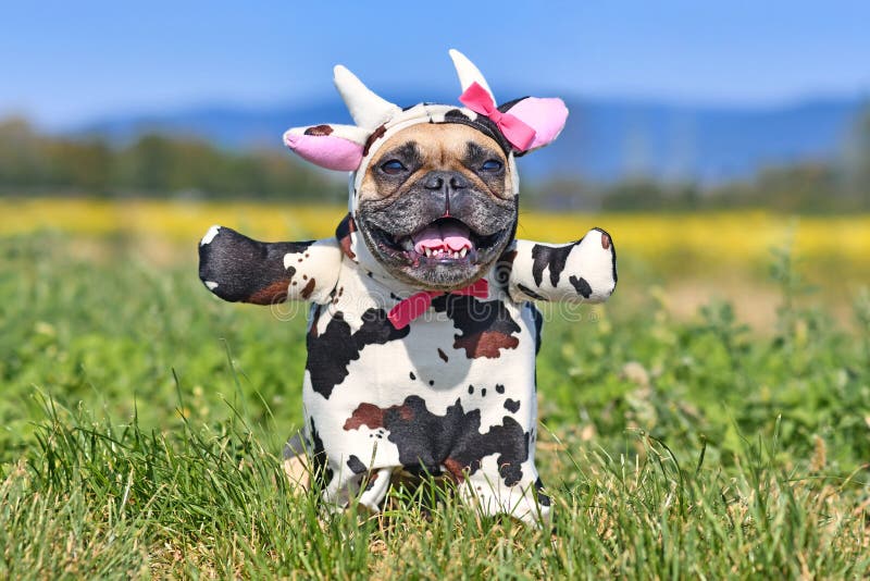 Cachorro-da-chuva francês feliz usando um vestido engraçado de vaca de halloween, corpo inteiro, com cornetas falsas e fita