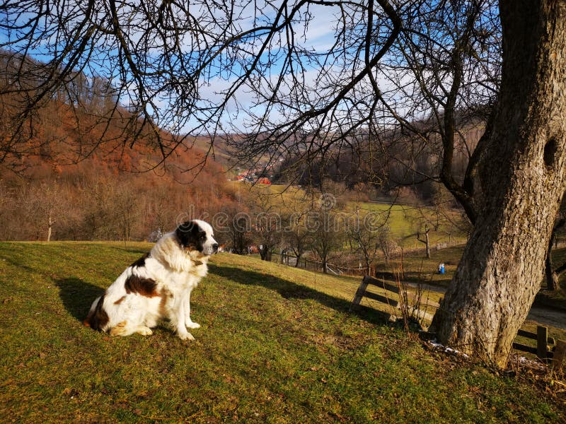 Cachorro de guarda sobre o vale
