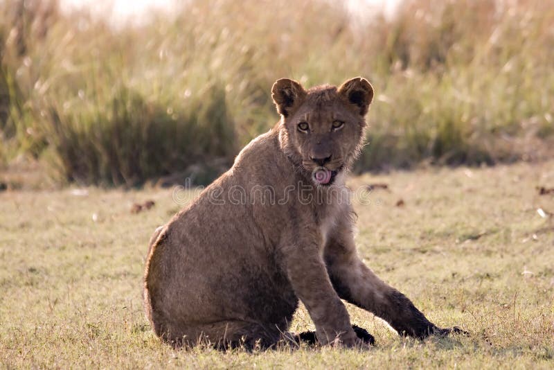 Lion cub on Chobe Riverbank (in Botswana). Lion cub on Chobe Riverbank (in Botswana)