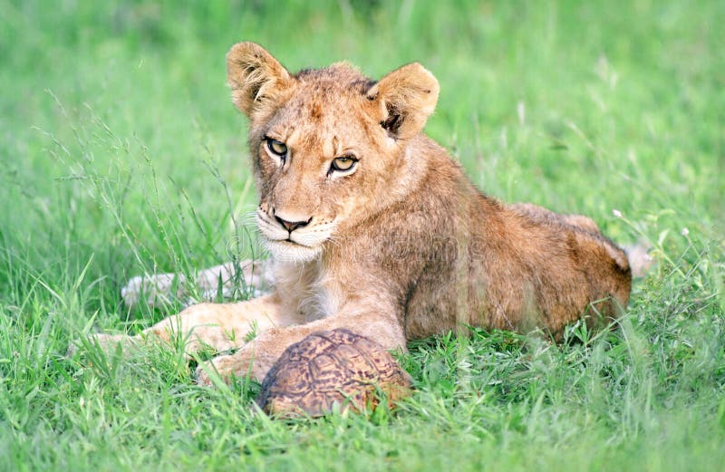 Lion cub in Kruger park of South Africa. Lion cub in Kruger park of South Africa