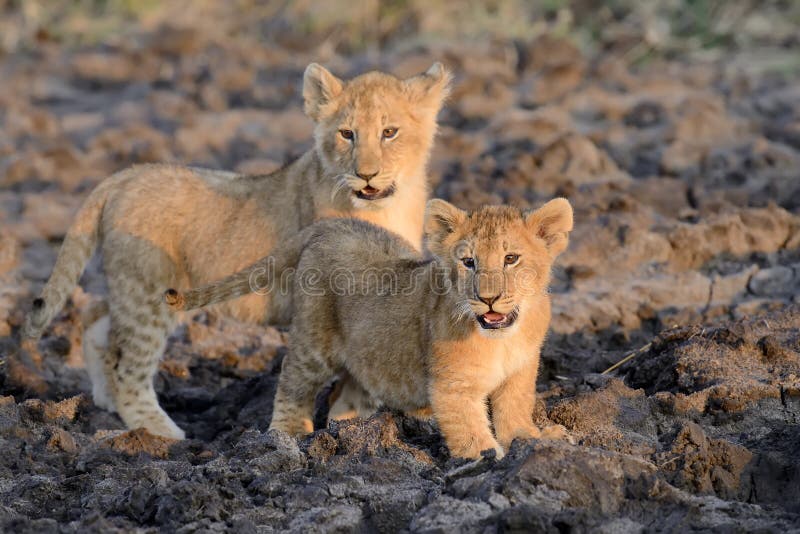 African Lion cub, (Panthera leo), National park of Kenya, Africa. African Lion cub, (Panthera leo), National park of Kenya, Africa