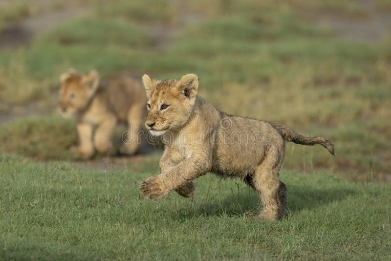 Cute lion cub running across green grass with sibling in background in warm afternoon light in Ndutu Tanzania. Cute lion cub running across green grass with sibling in background in warm afternoon light in Ndutu Tanzania