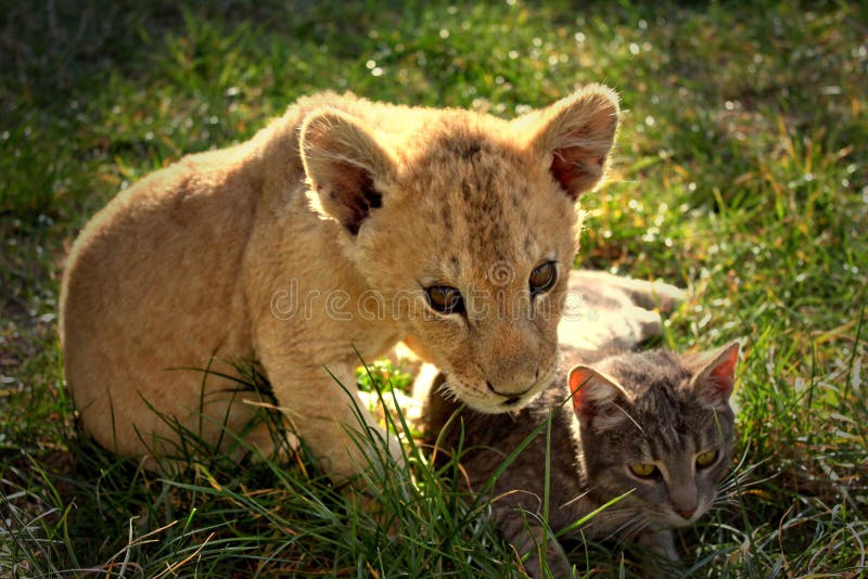 Sweet and beautiful lion cub with cat. Sweet and beautiful lion cub with cat