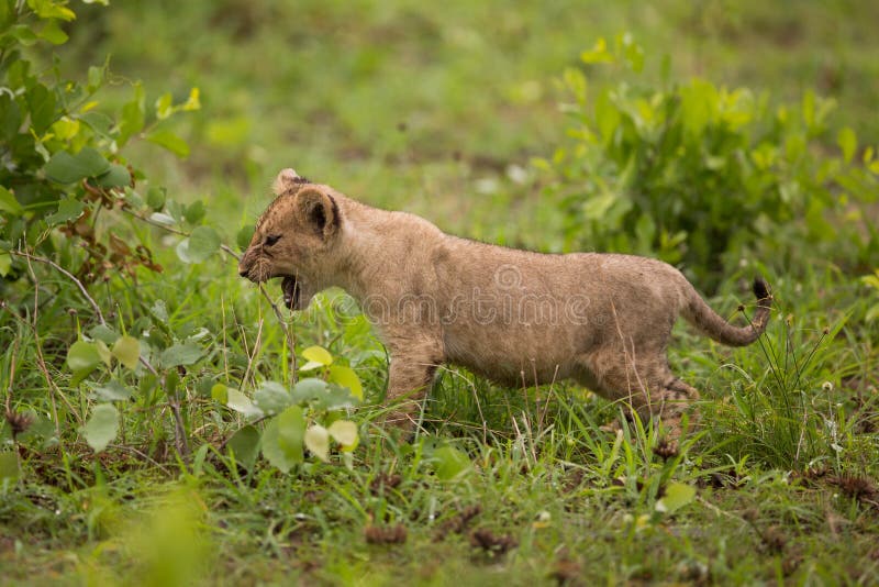 A high resolution image of a wild baby lion cub in Zambia. A high resolution image of a wild baby lion cub in Zambia