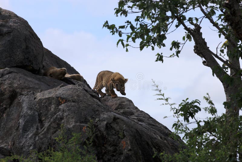 Lion cub on rock at Simba kopjes in Serengeti Tanzania. Lion cub on rock at Simba kopjes in Serengeti Tanzania