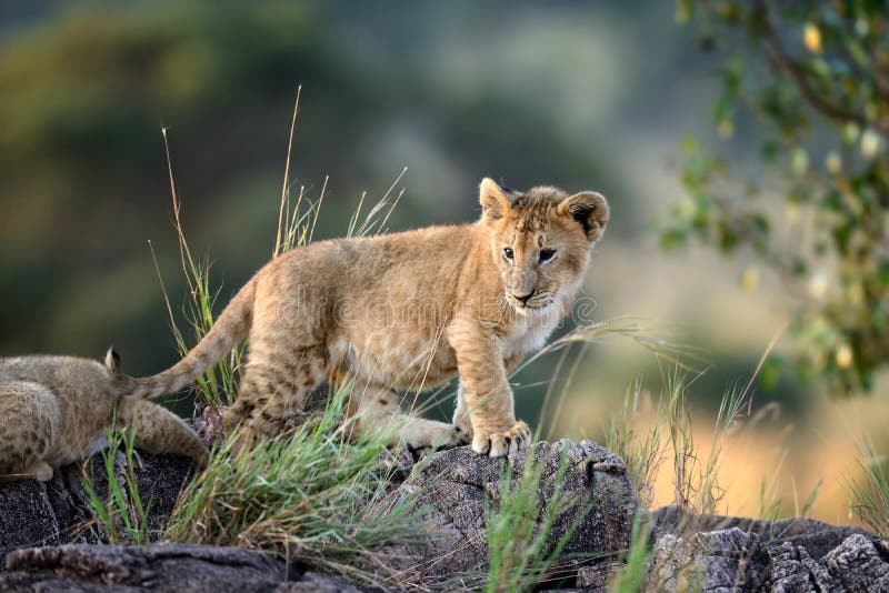 African Lion cub, (Panthera leo), National park of Kenya, Africa. African Lion cub, (Panthera leo), National park of Kenya, Africa