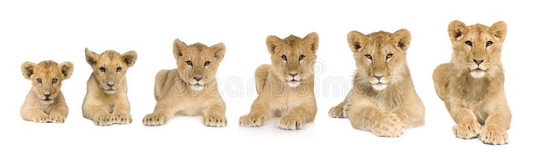 Lion cub growing from 3 to 9 months in front of a white background. Lion cub growing from 3 to 9 months in front of a white background