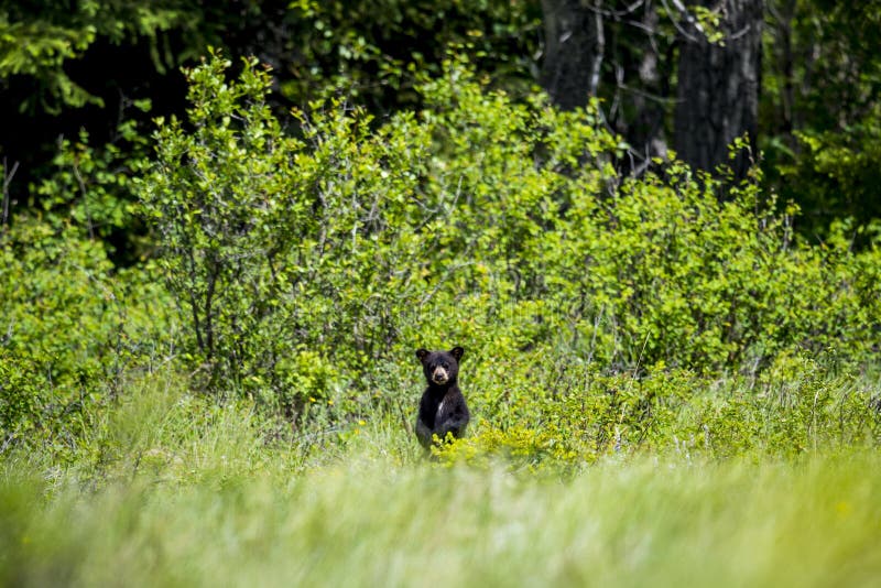 Curious black bear cub standing in tall grass, Waterton National Park Alberta Canada. Curious black bear cub standing in tall grass, Waterton National Park Alberta Canada