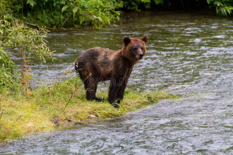 Grizzly Bear Cub Catching Salmon at hyder Alaska. Grizzly Bear Cub Catching Salmon at hyder Alaska