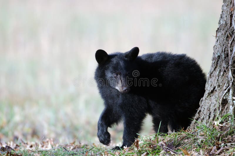 Black bear cub in Smoky Mountain National Park. Black bear cub in Smoky Mountain National Park