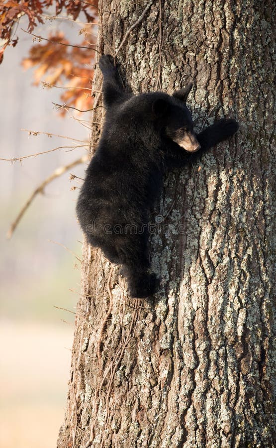 American black bear cub clinging to the side of a tree in Smoky Mountain National Park. American black bear cub clinging to the side of a tree in Smoky Mountain National Park