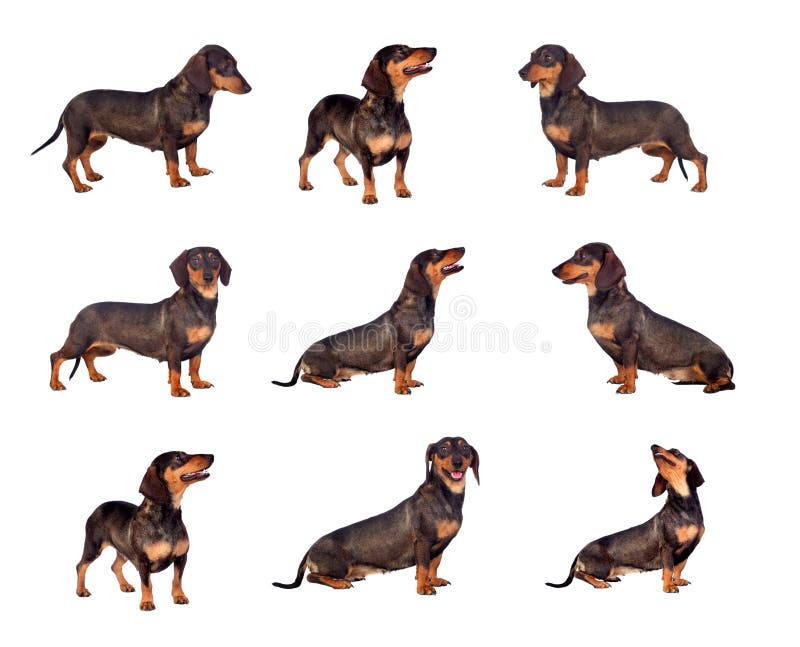 Ilustración de perro salchicha miniatura