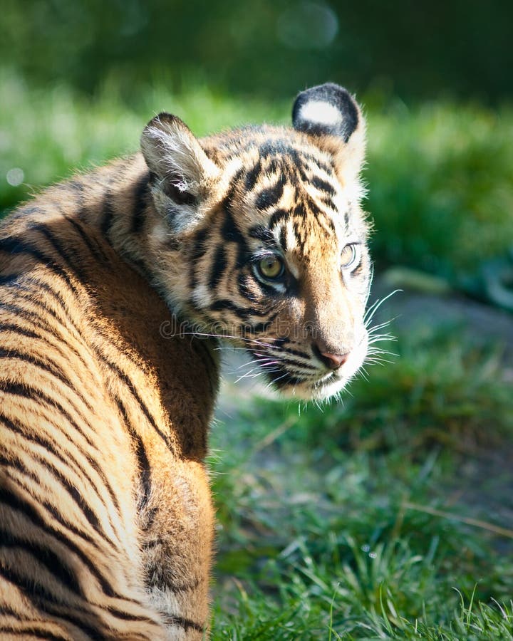 Tiger cub during the fall season. Tiger cub during the fall season