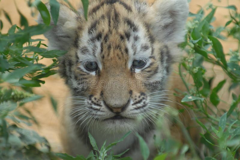 Prudent tiger-cub studies locality. Prudent tiger-cub studies locality.