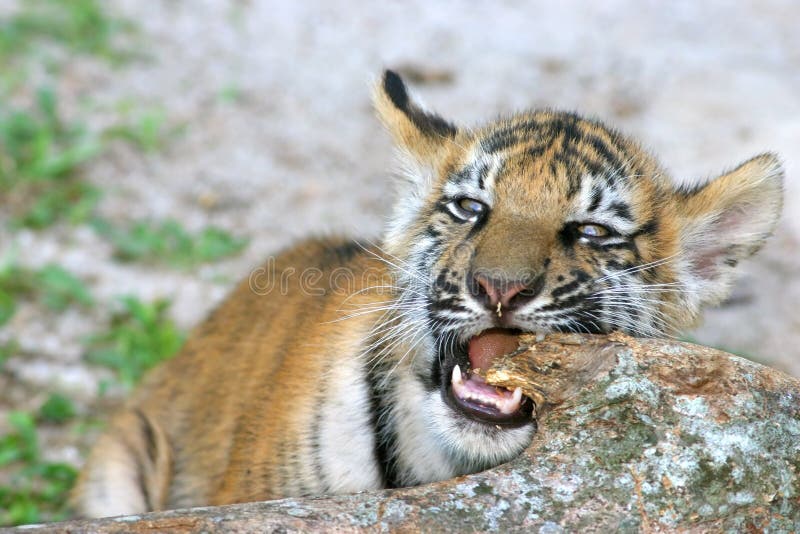 A tiger cub of mixed Bengal and Siberian parentage playing in its enclosure. A tiger cub of mixed Bengal and Siberian parentage playing in its enclosure