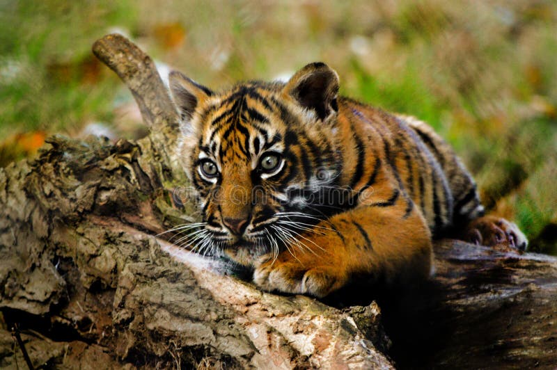 Cachorro de tigre del parque zoológico de Paignton foto de archivo libre de regalías Cachorro de tigre del parque zoológico de Paignton foto de archivo libre de regalías
