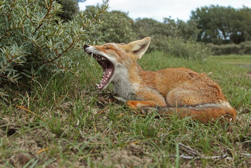 Red fox cub in the dunes. Red fox cub in the dunes