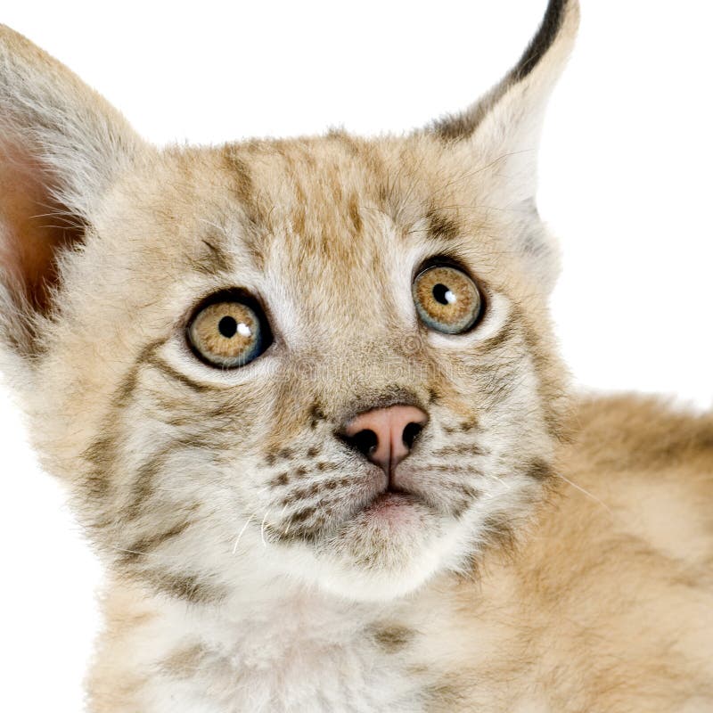 Lynx cub in front of a white background. Lynx cub in front of a white background