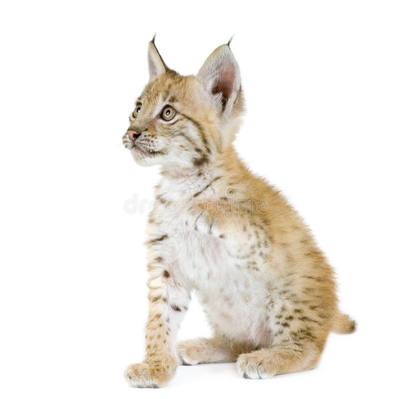 Lynx cub in front of a white background. Lynx cub in front of a white background