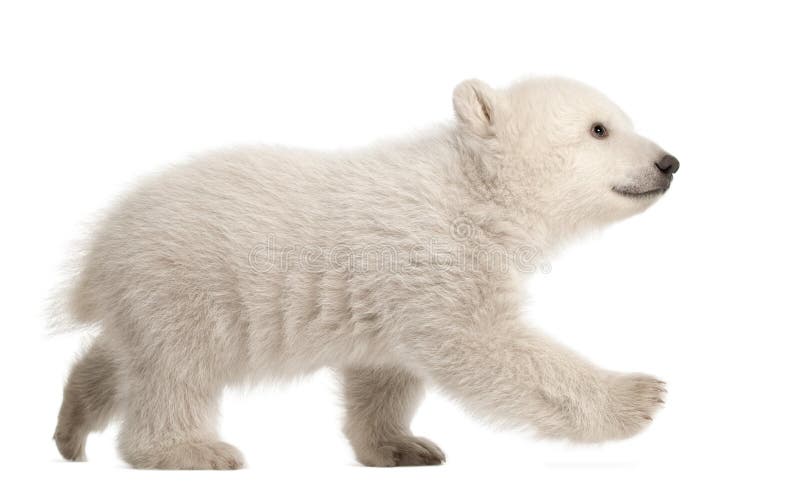 Polar bear cub, Ursus maritimus, 3 months old, walking against white background. Polar bear cub, Ursus maritimus, 3 months old, walking against white background