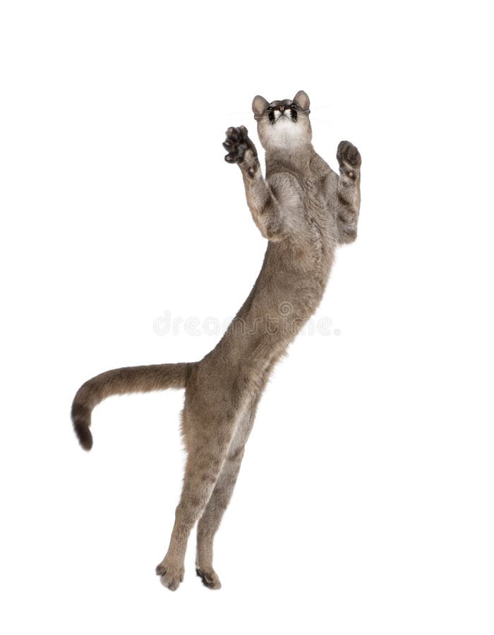 Puma cub, Puma concolor, 1 year old, leaping in midair against white background, studio shot. Puma cub, Puma concolor, 1 year old, leaping in midair against white background, studio shot