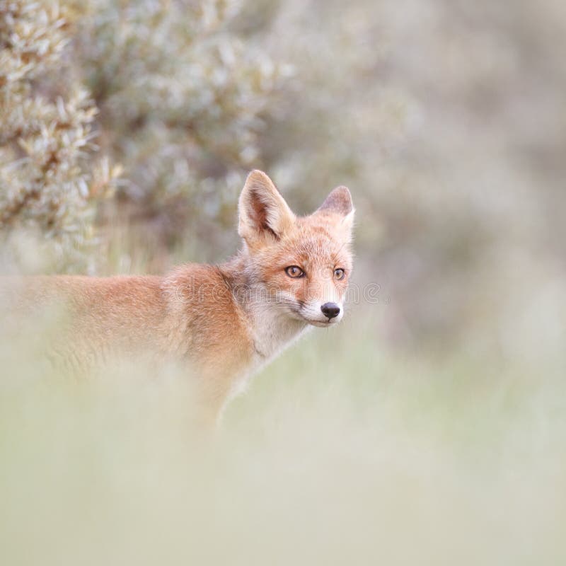 A red fox cub posing in the dunes. A red fox cub posing in the dunes