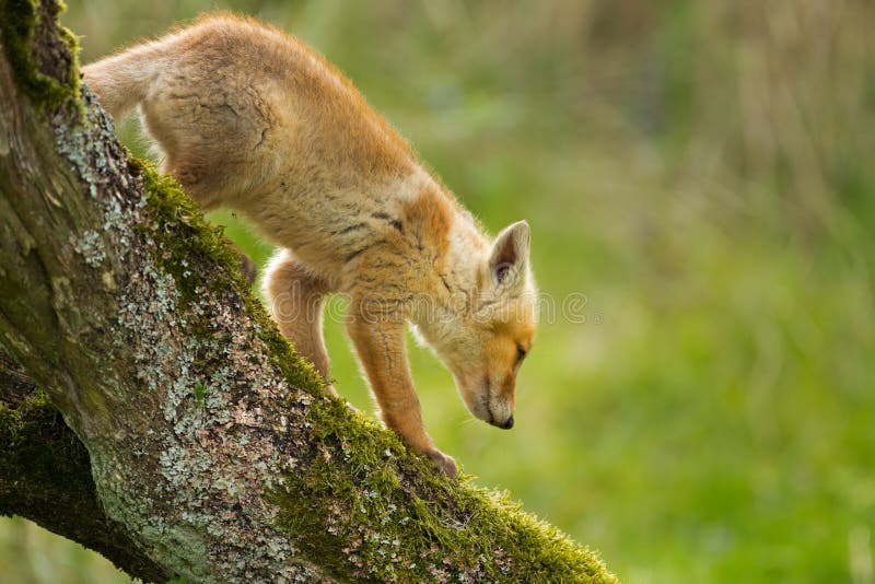 Red fox cub walks down a fallen tree. Red fox cub walks down a fallen tree