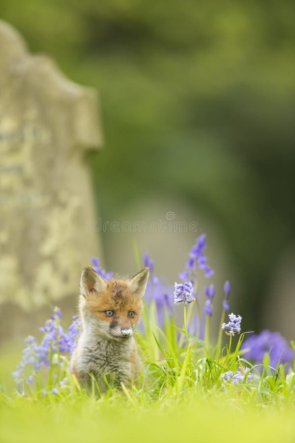 Baby fox cub sitting in flowering bluebells in a cemetery. Baby fox cub sitting in flowering bluebells in a cemetery.