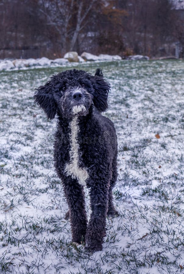 Cachorro en la nieve imagen de archivo. de -